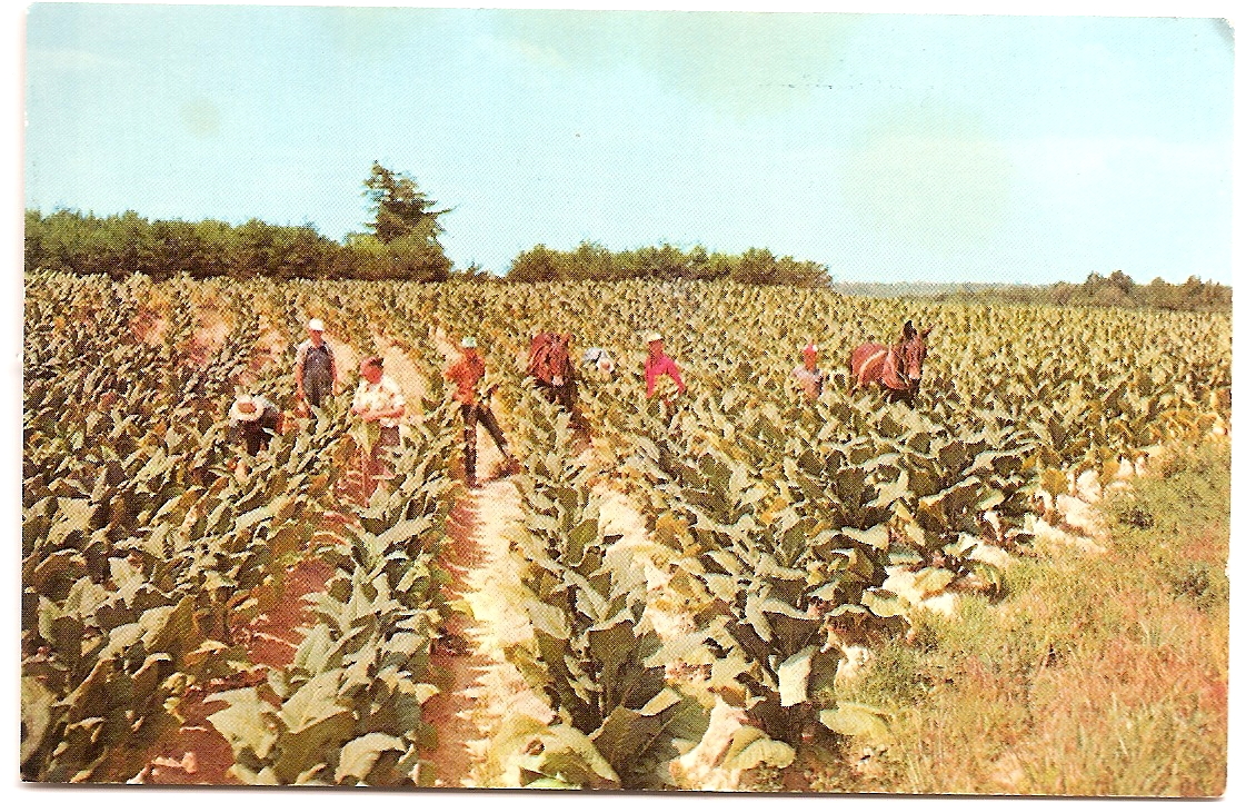 Tobacco Barn